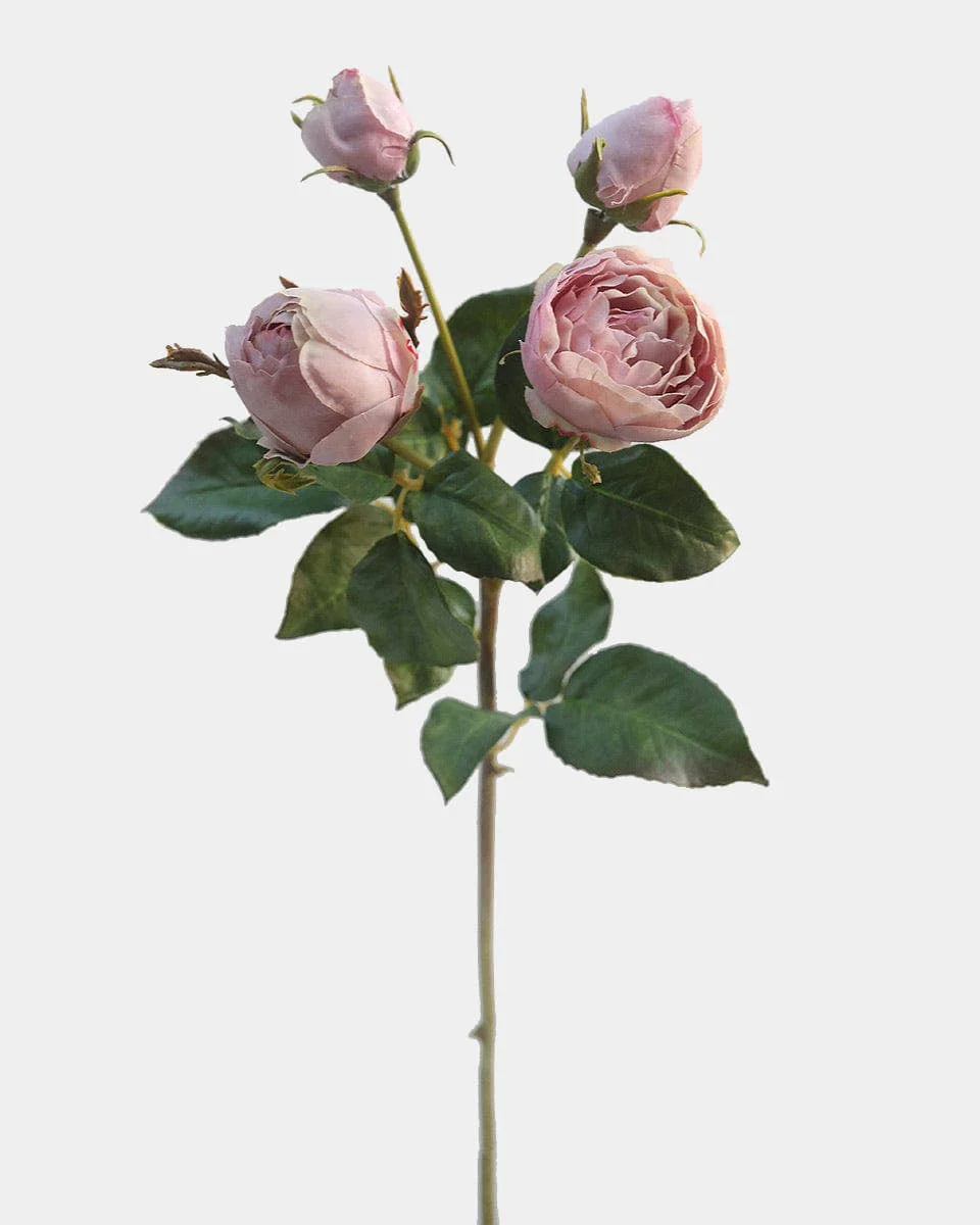 23" Mauve English Rose