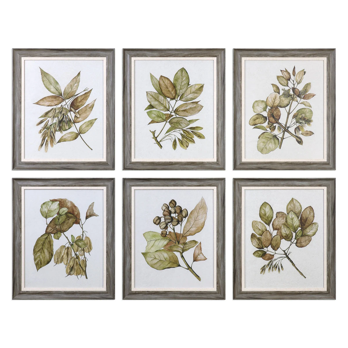Uttermost 33643 Seedlings Framed Prints S/6