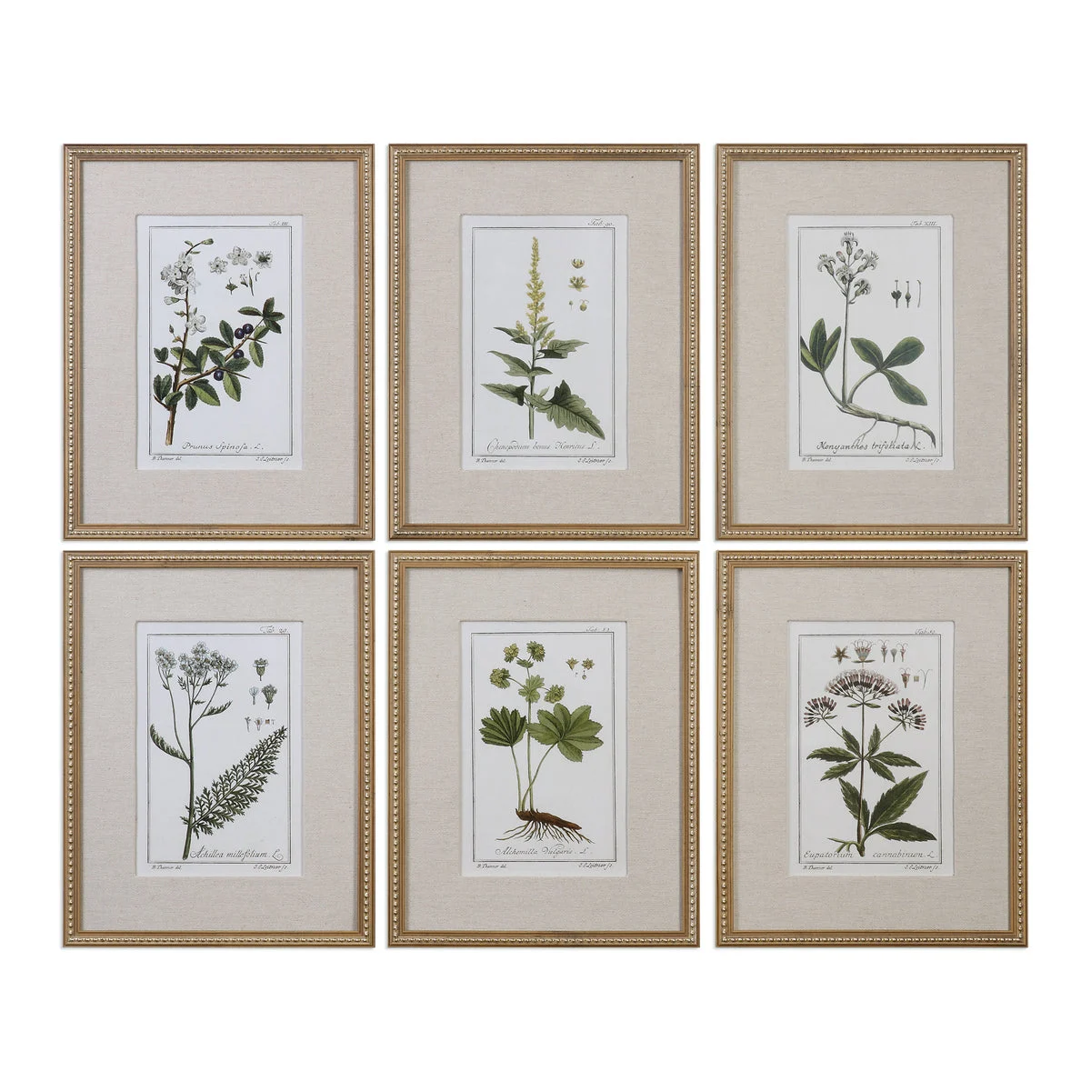 Uttermost Green Floral Botanical Study Framed Prints, Set of 6 – Gold Leaf Distressed Frames with Linen Mats