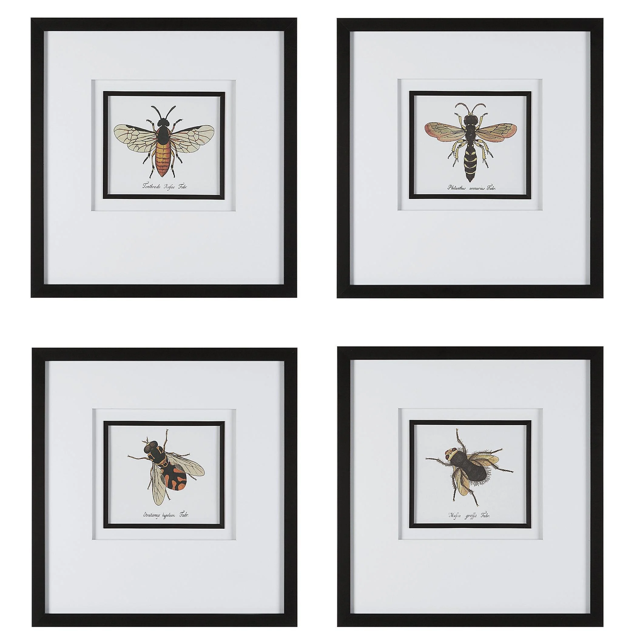 Anthophila Framed Prints // Set of 4