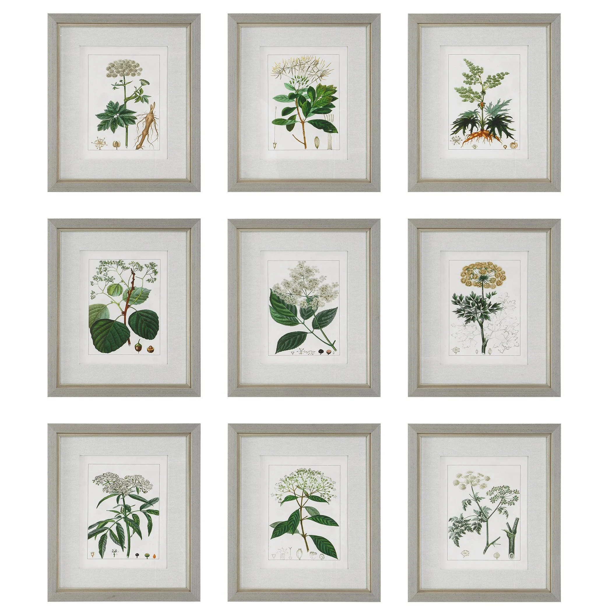 Antique Botanicals Framed Prints // Set of 9