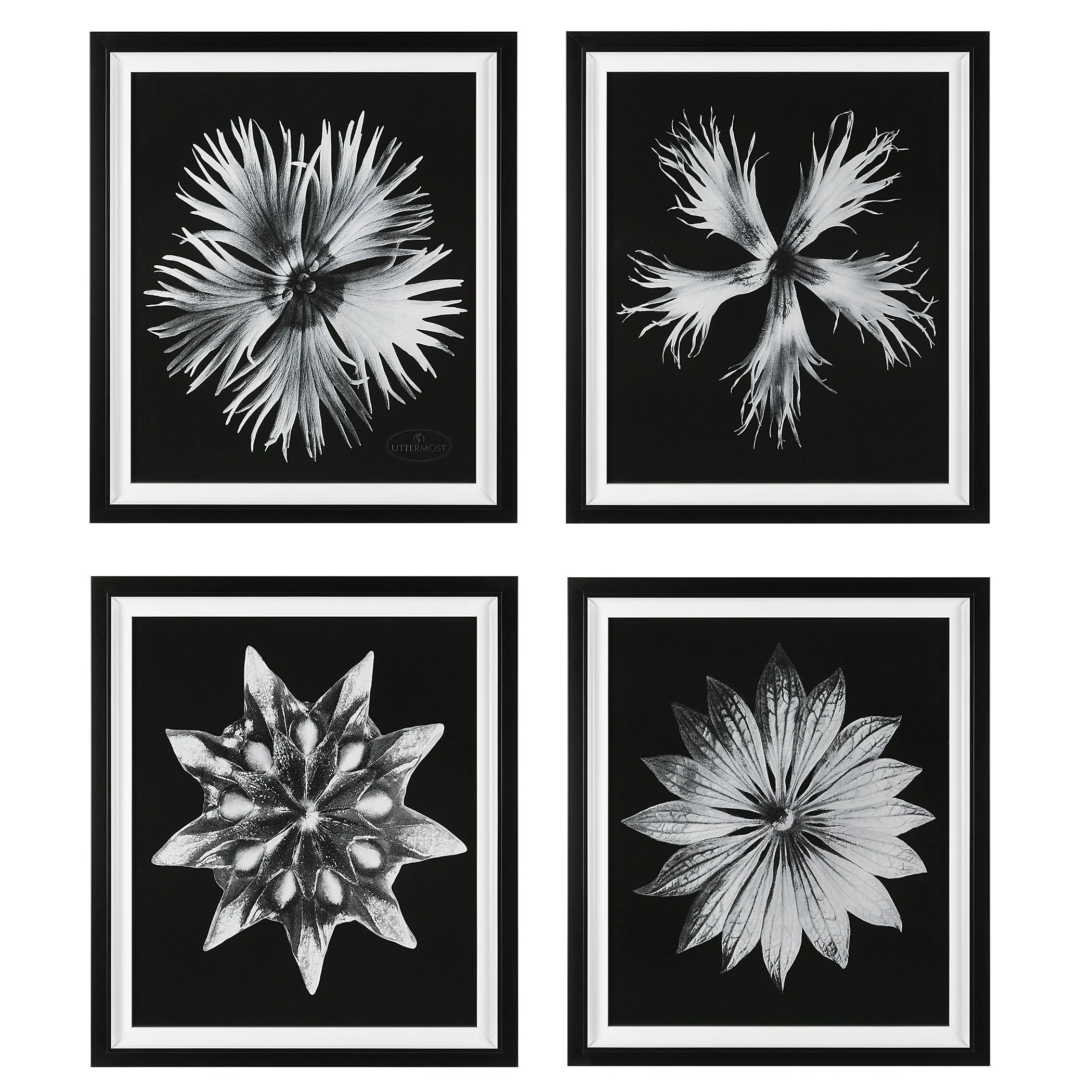 Contemporary Floret Framed Prints // Set of 4