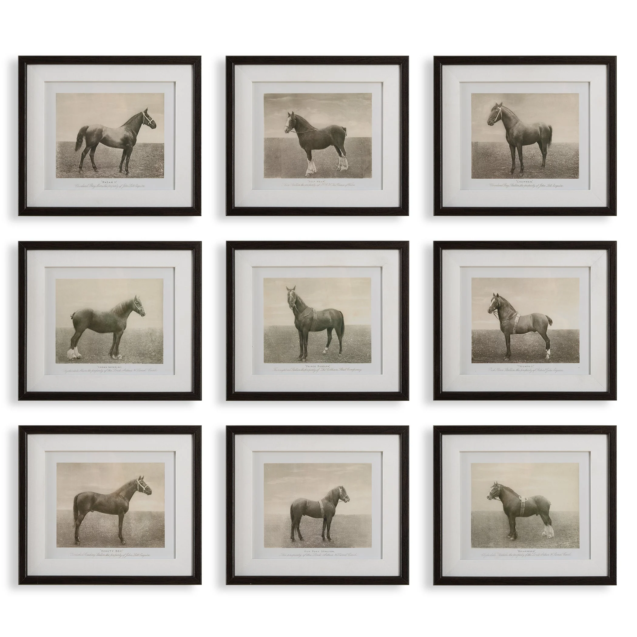 Equine Dynasty Framed Prints // Set of 9