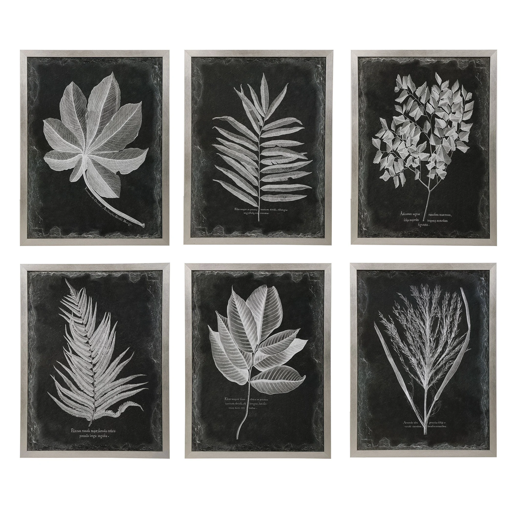 Foliage Framed Prints // Set of 6
