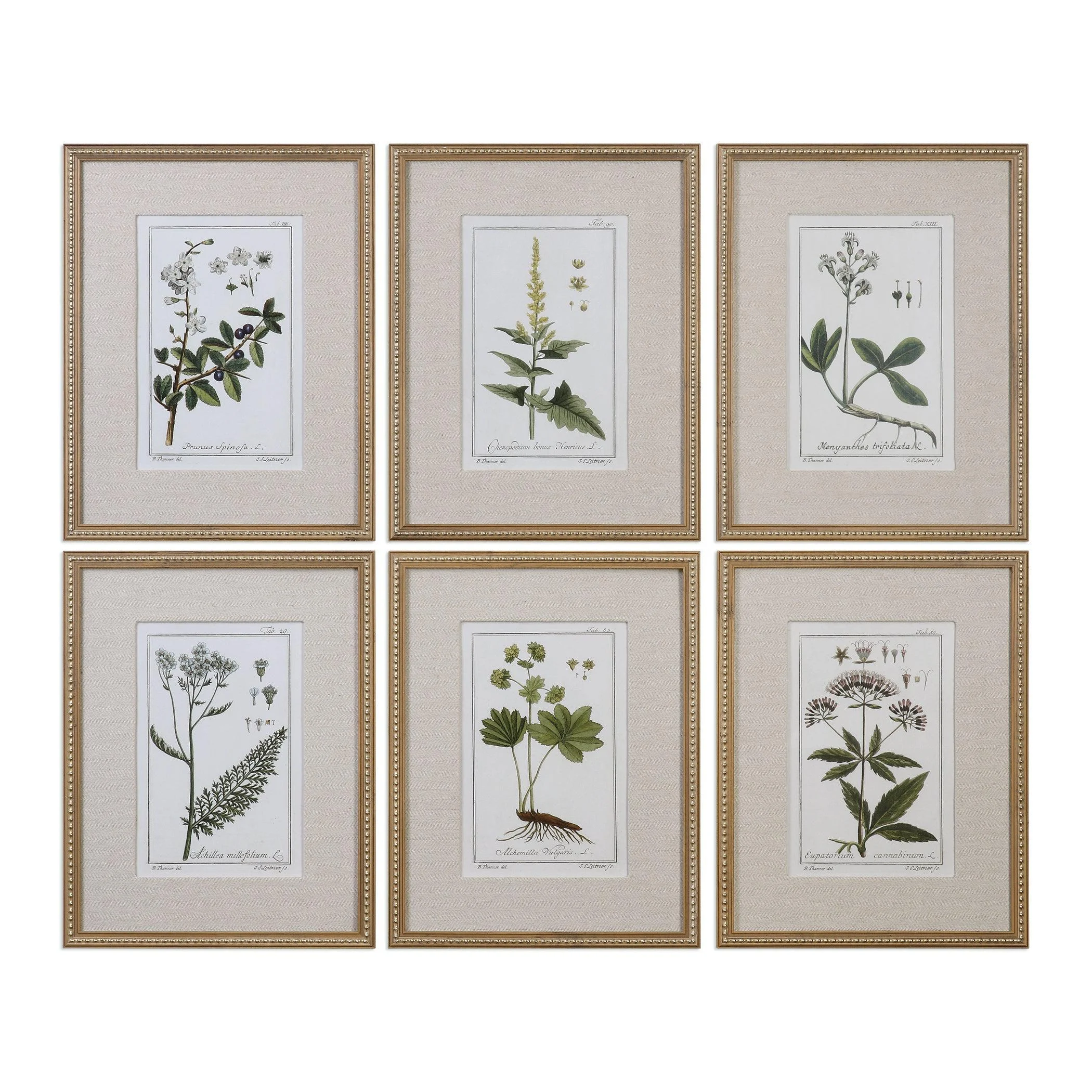 Green Floral Botanical Study Prints // Set of 6