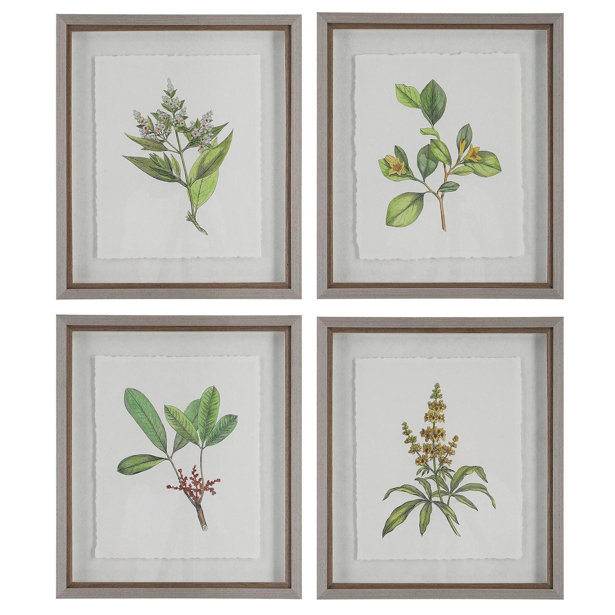 Wildflower Study Framed Prints // Set of 4