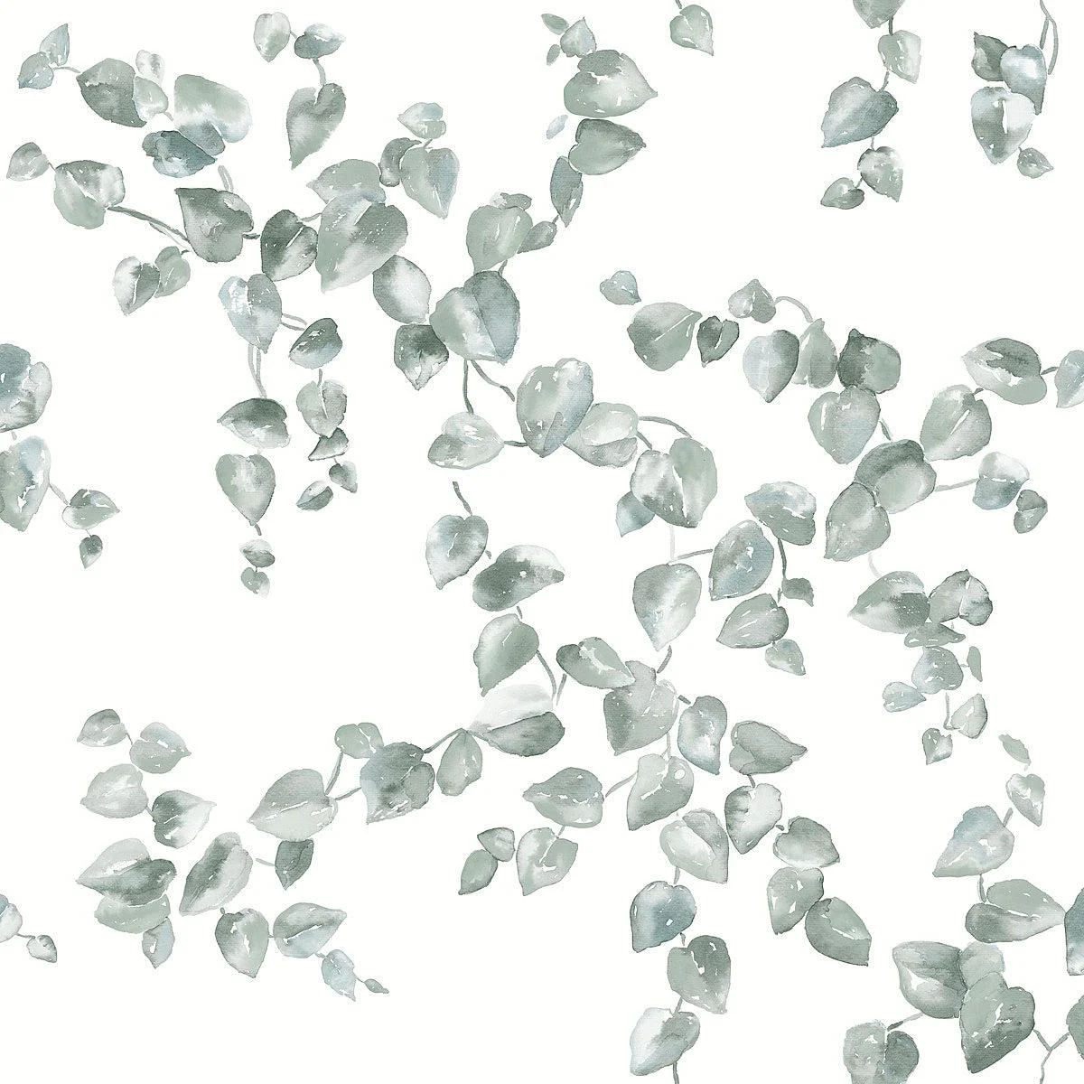 Creeping Fig Vine Wallpaper // Sage