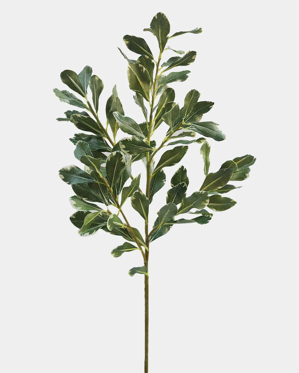 30" Artificial Pittosporum Leaves
