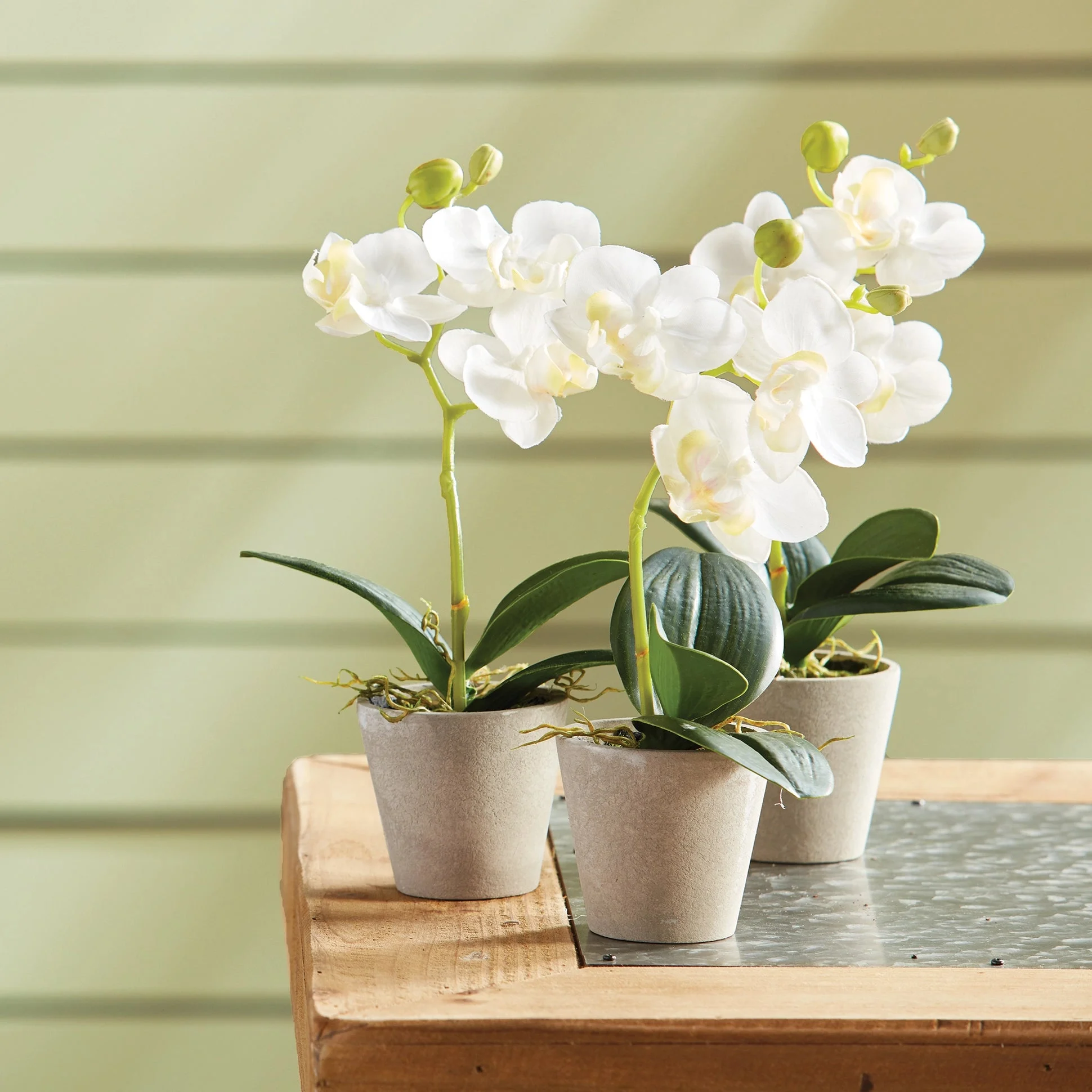 9" Potted Phalaenopsis