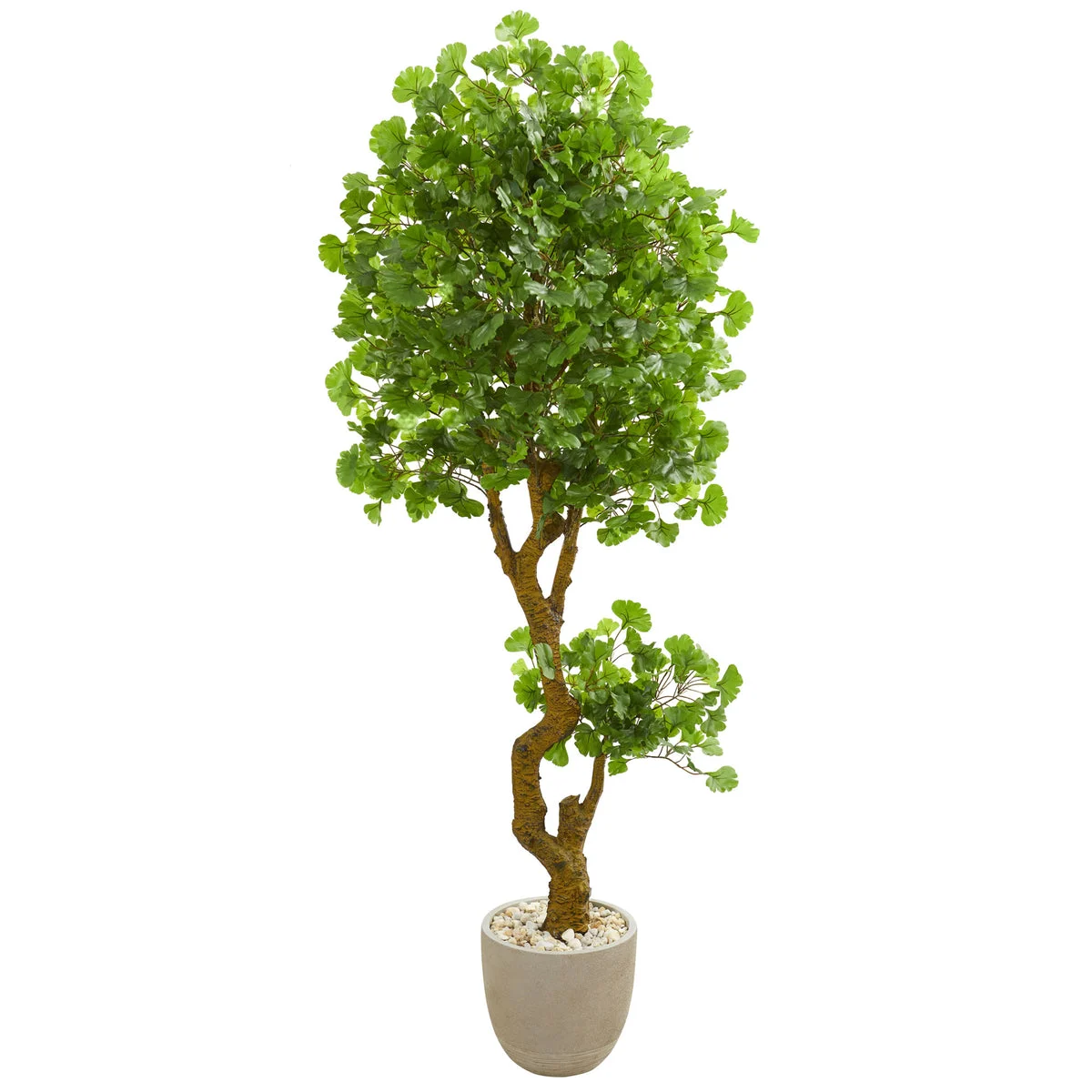 Nearly Natural 5682 6.5' Artificial Green Jingo Tree in Sand Colored Planter, UV Resistant (Indoor/Outdoor)