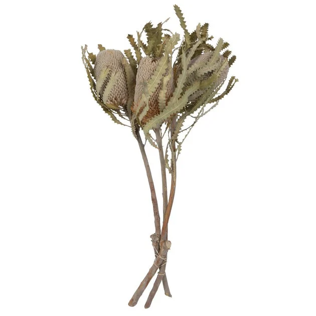 15"-18" x 3" Natural Preserved Banksia Prionote Three-Head Bunch