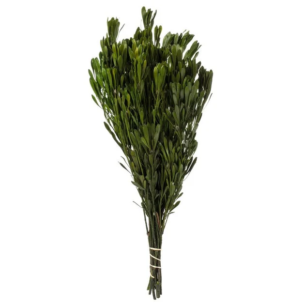 18"-24" Natural Preserved Spring Green Platys Foliage 5oz Bundle