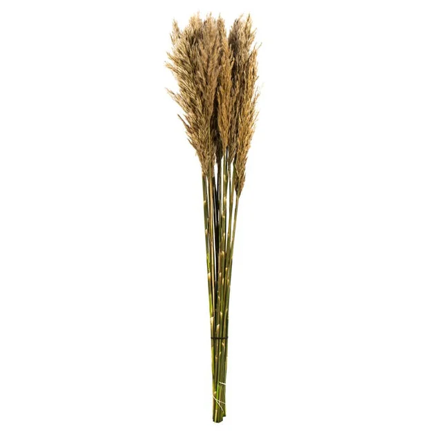 36" Natural Preserved Ivory Plume Reed 7oz Bundle