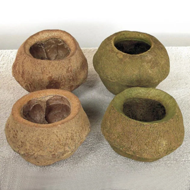 5" Natural Preserved Basil Sapa Pods 3-Pack