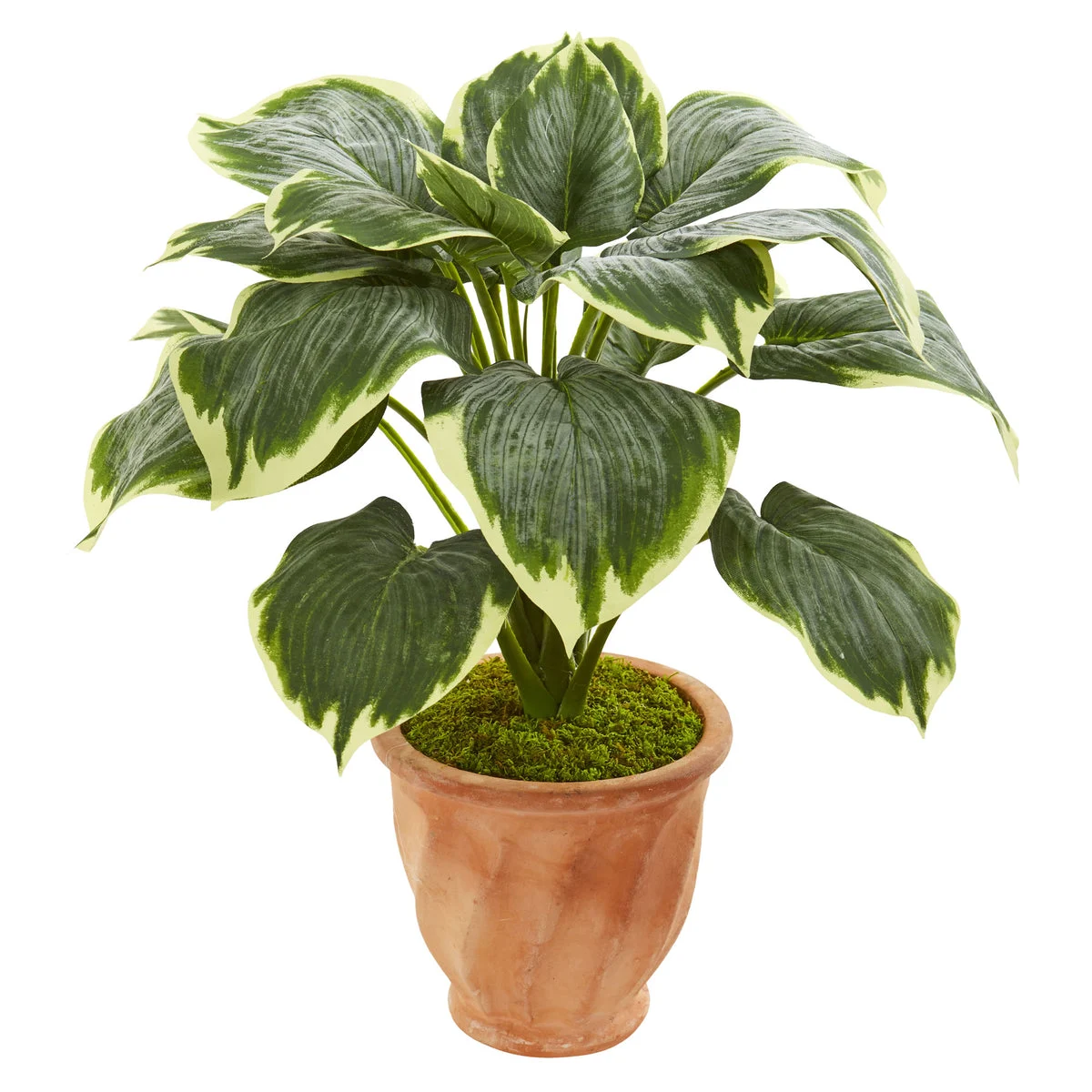 Nearly Natural 8573 22" Artificial Green Variegated Hosta Plant in Terracotta Planter