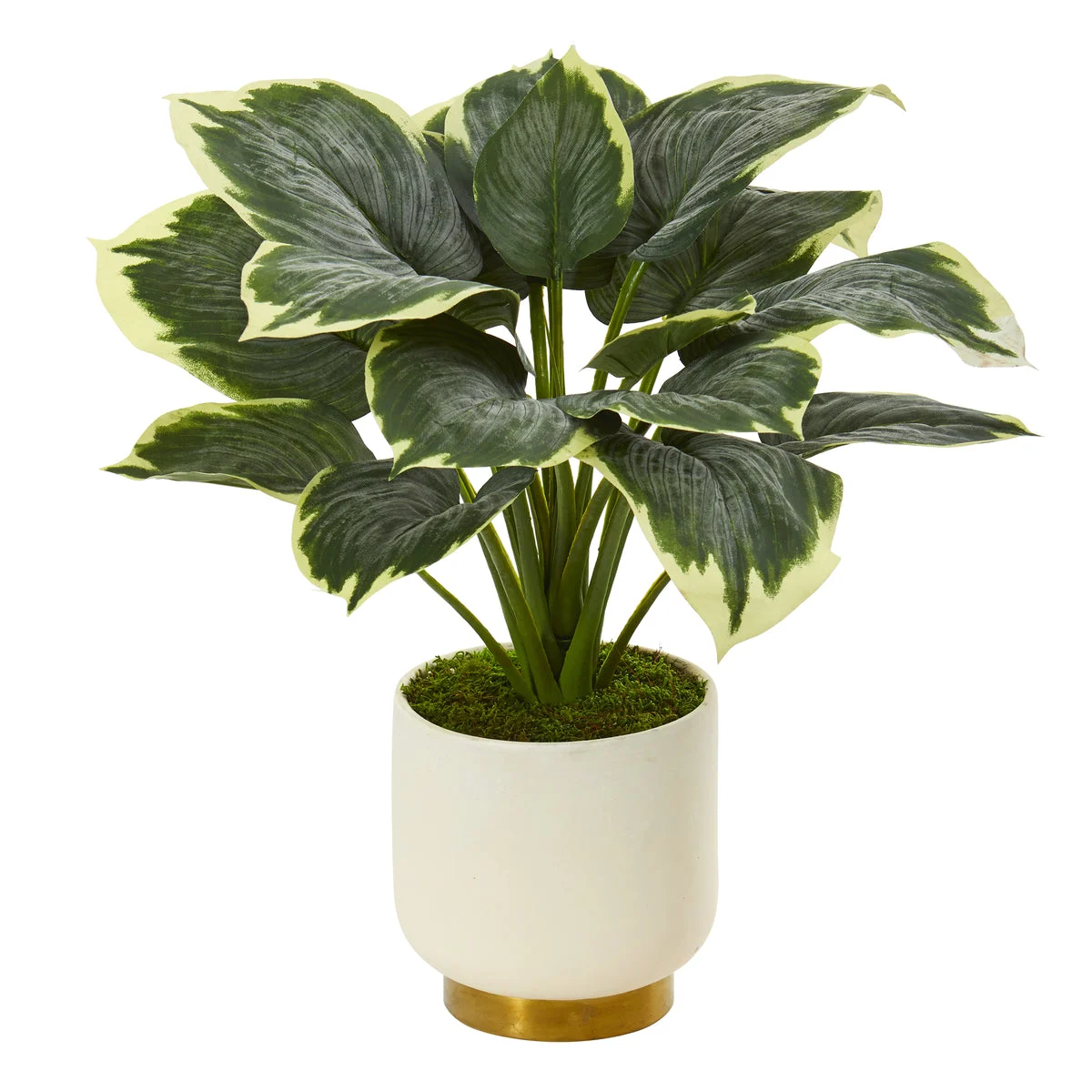 Nearly Natural P1072 22" Artificial Green Variegated Hosta Plant in Cream Planter with Gold Base