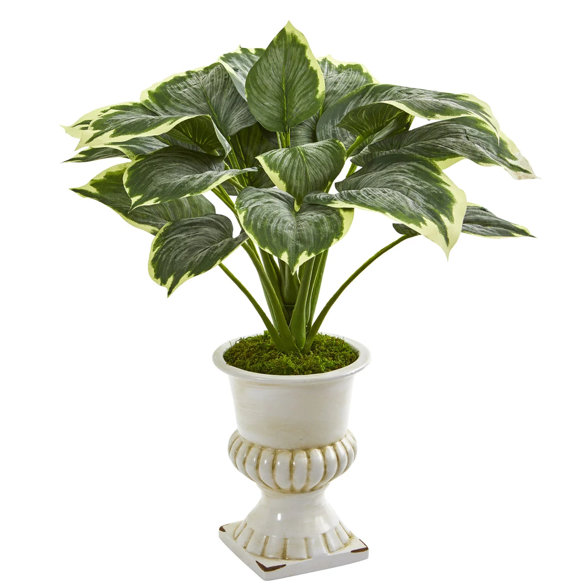 Nearly Natural P1234 24" Artificial Green Variegated Hosta Plant in White Urn